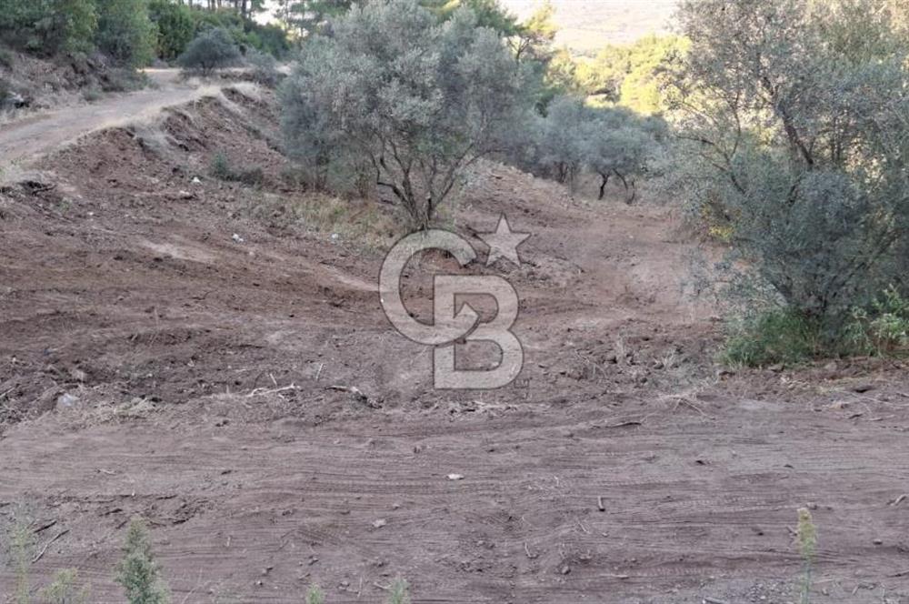Kemalpaşa Yeşilköy Çatalkavakta 4.821 m² Bağ Arazisi