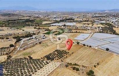SATILIK TARLA MENDERES DEĞİRMENDEREDE 8.573 m2 ASFALT YOLA SIFIR