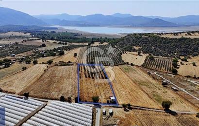 SATILIK TARLA MENDERES DEĞİRMENDEREDE 8.573 m2 ASFALT YOLA SIFIR
