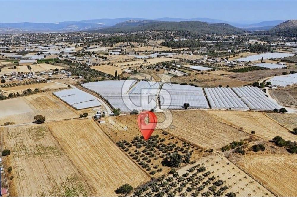 SATILIK TARLA MENDERES DEĞİRMENDEREDE 8.573 m2 ASFALT YOLA SIFIR