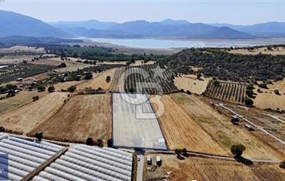 SATILIK TARLA MENDERES DEĞİRMENDEREDE 8.573 m2 ASFALT YOLA SIFIR