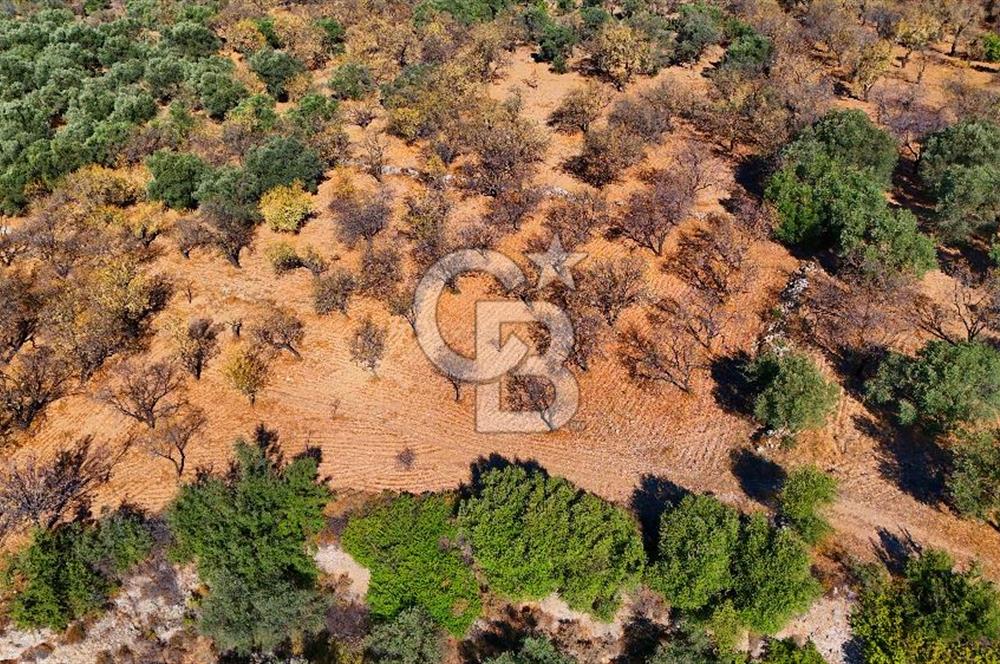 Datça Sındı'da Yatırımlık 1.458 m² Tarla