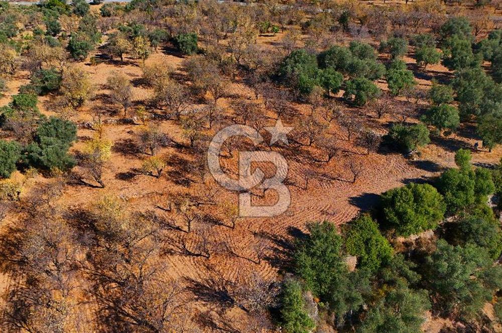 Datça Sındı'da Yatırımlık 1.458 m² Tarla