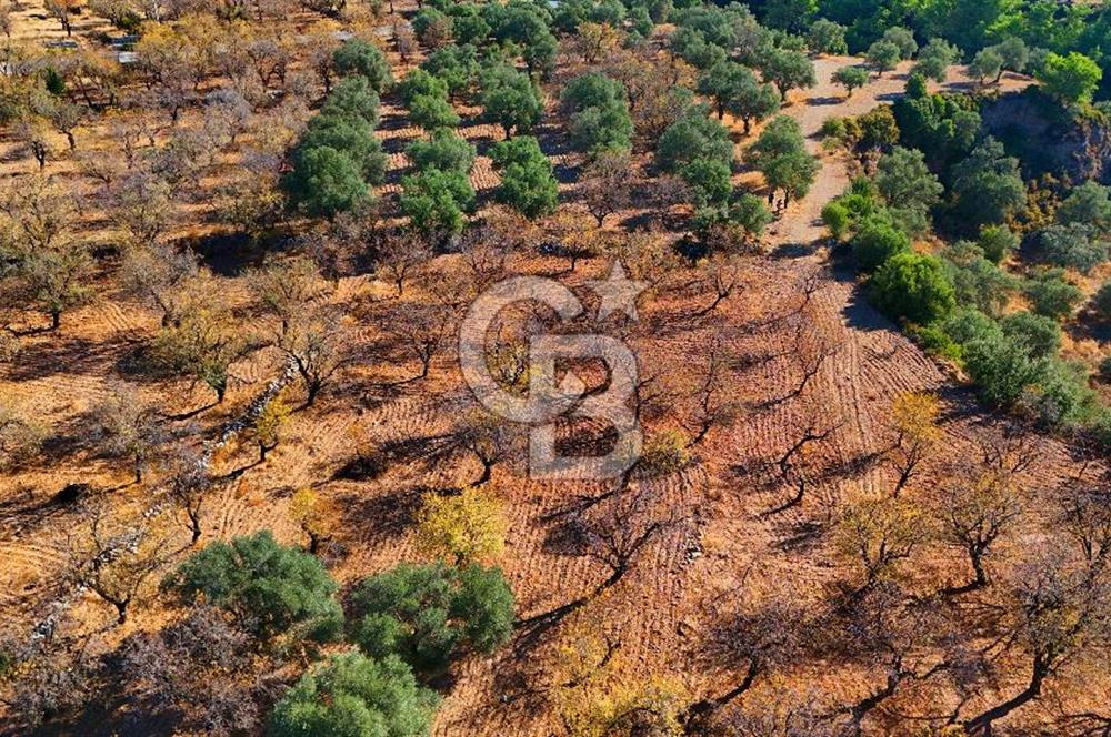 Datça Sındı'da Yatırımlık 1.458 m² Tarla