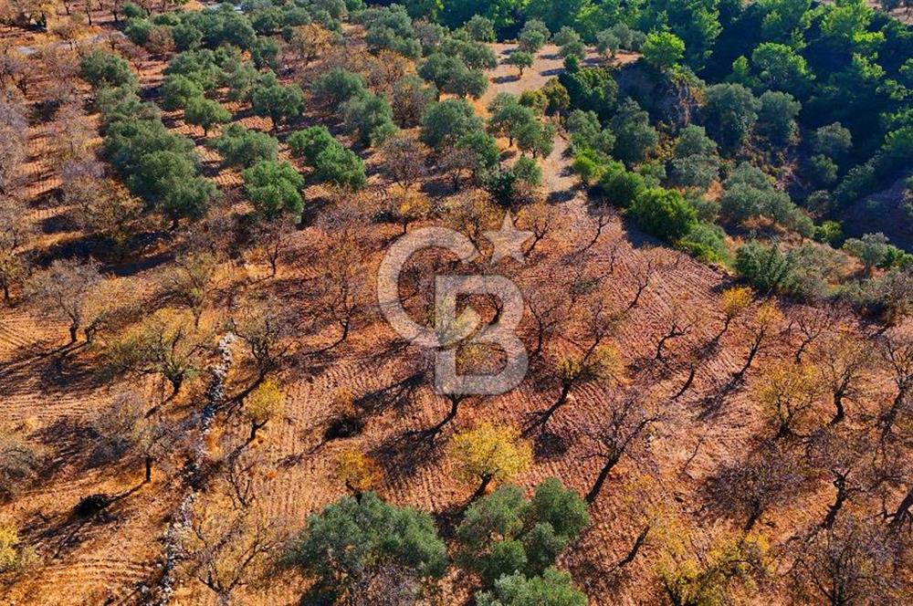 Datça Sındı'da Yatırımlık 1.458 m² Tarla