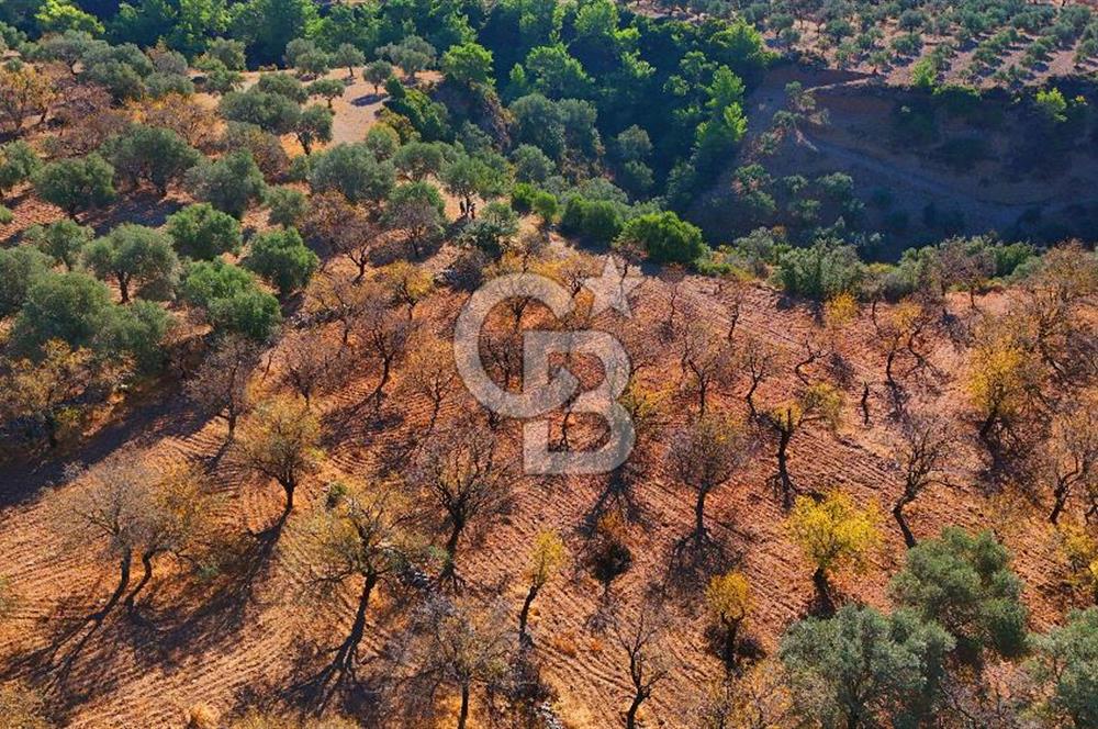 Datça Sındı'da Yatırımlık 1.458 m² Tarla