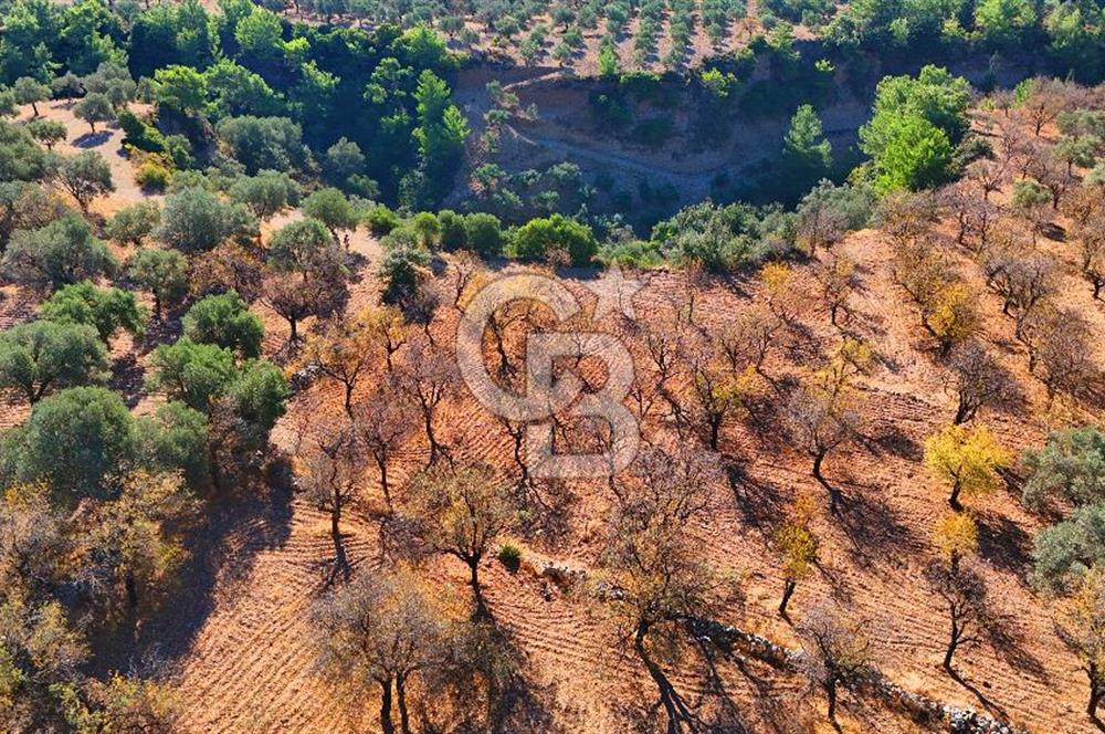 Datça Sındı'da Yatırımlık 1.458 m² Tarla
