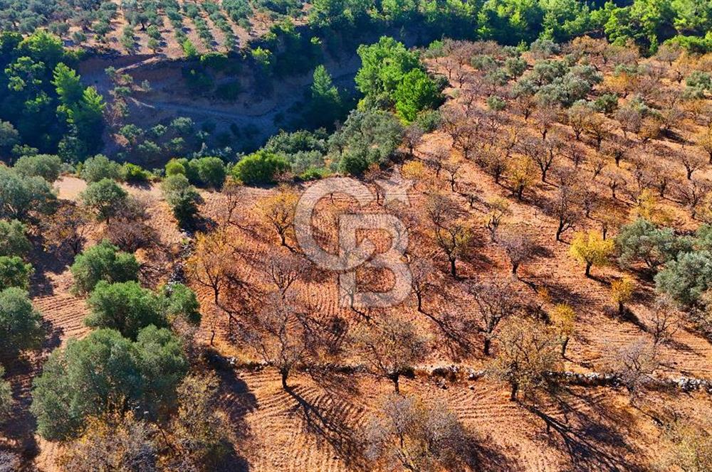Datça Sındı'da Yatırımlık 1.458 m² Tarla
