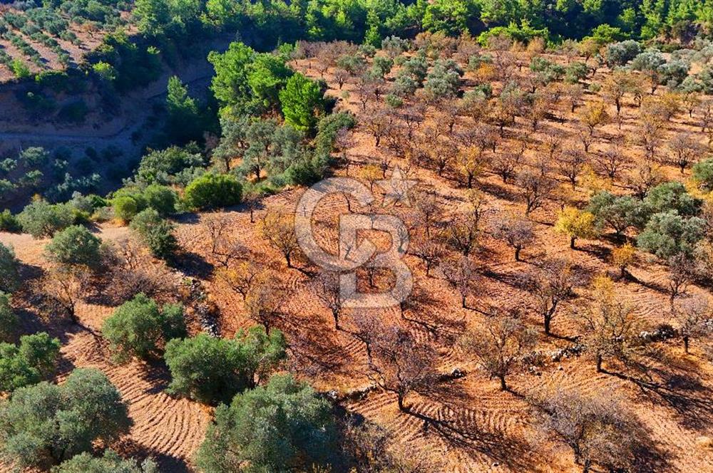 Datça Sındı'da Yatırımlık 1.458 m² Tarla