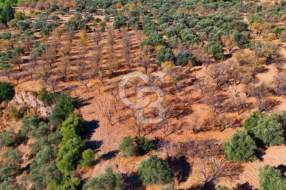 Datça Sındı'da Yatırımlık 1.458 m² Tarla