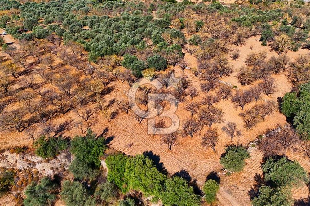 Datça Sındı'da Yatırımlık 1.458 m² Tarla