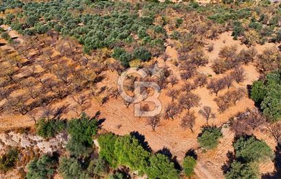 Datça Sındı'da Yatırımlık 1.458 m² Tarla