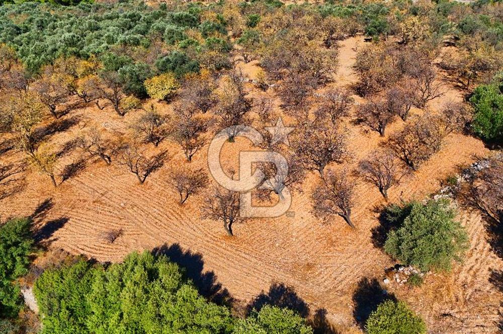 Datça Sındı'da Yatırımlık 1.458 m² Tarla