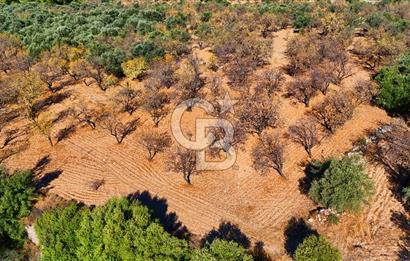 Datça Sındı'da Yatırımlık 1.458 m² Tarla