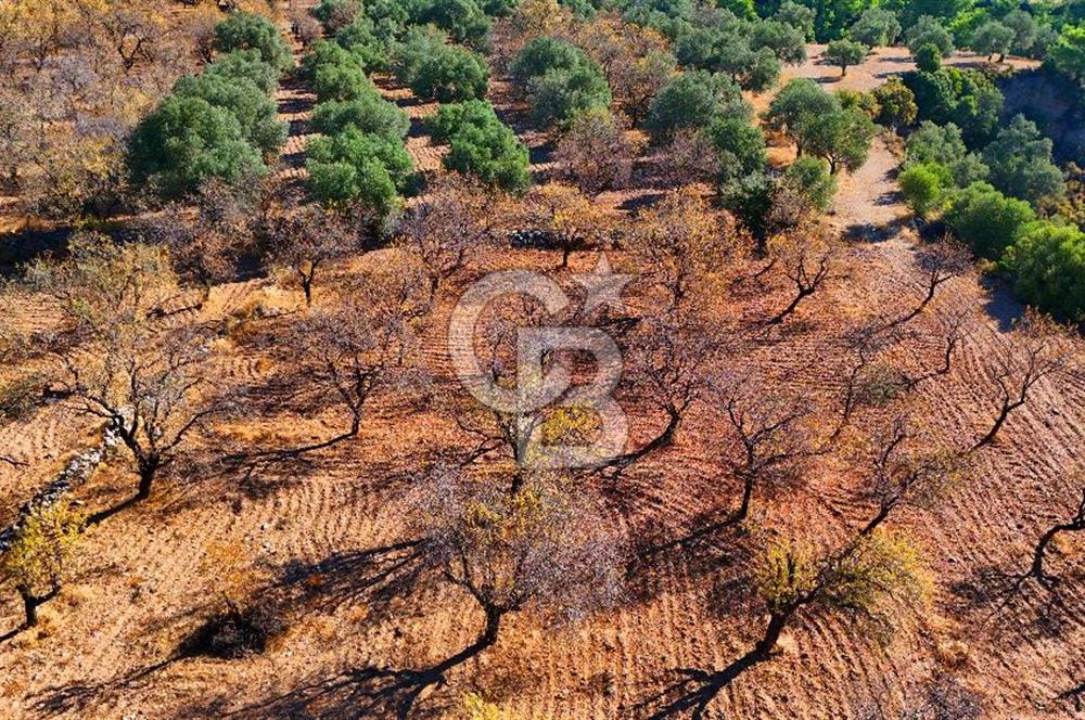 Datça Sındı'da Yatırımlık 1.458 m² Tarla