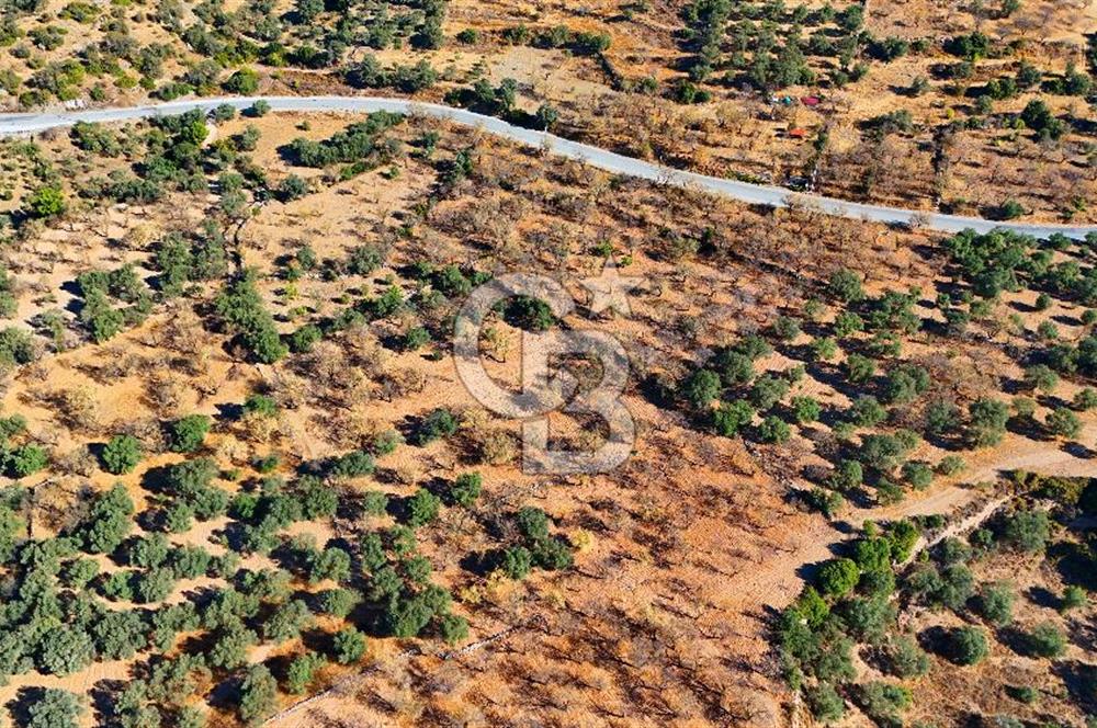 Datça Sındı'da Yatırımlık 1.458 m² Tarla