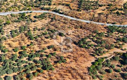 Datça Sındı'da Yatırımlık 1.458 m² Tarla