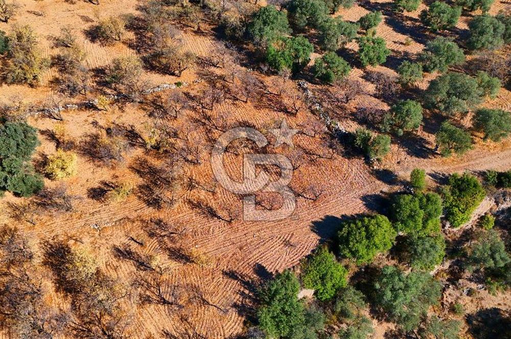 Datça Sındı'da Yatırımlık 1.458 m² Tarla