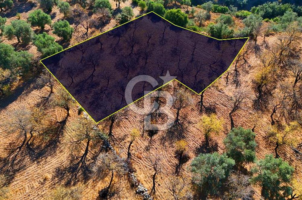 Datça Sındı'da Yatırımlık 1.458 m² Tarla