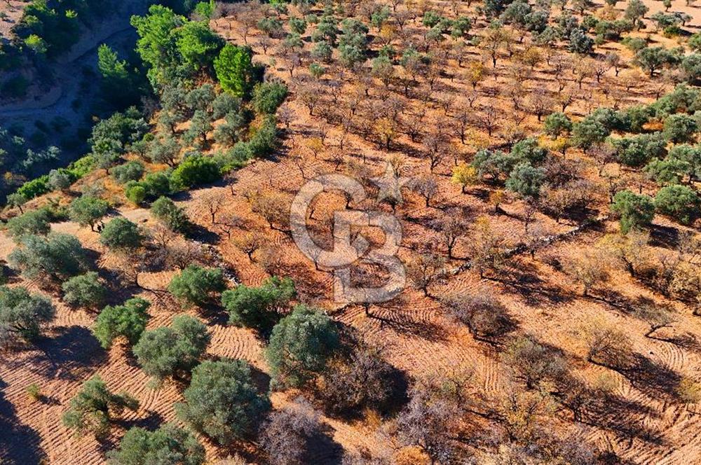 Datça Sındı'da Yatırımlık 1.458 m² Tarla