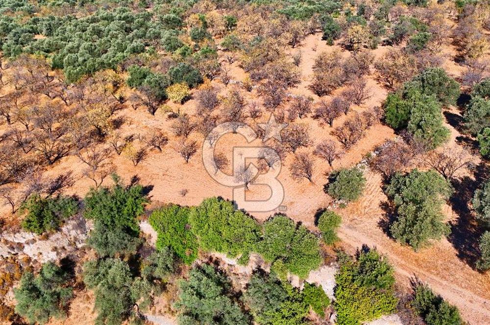 Datça Sındı'da Yatırımlık 1.458 m² Tarla