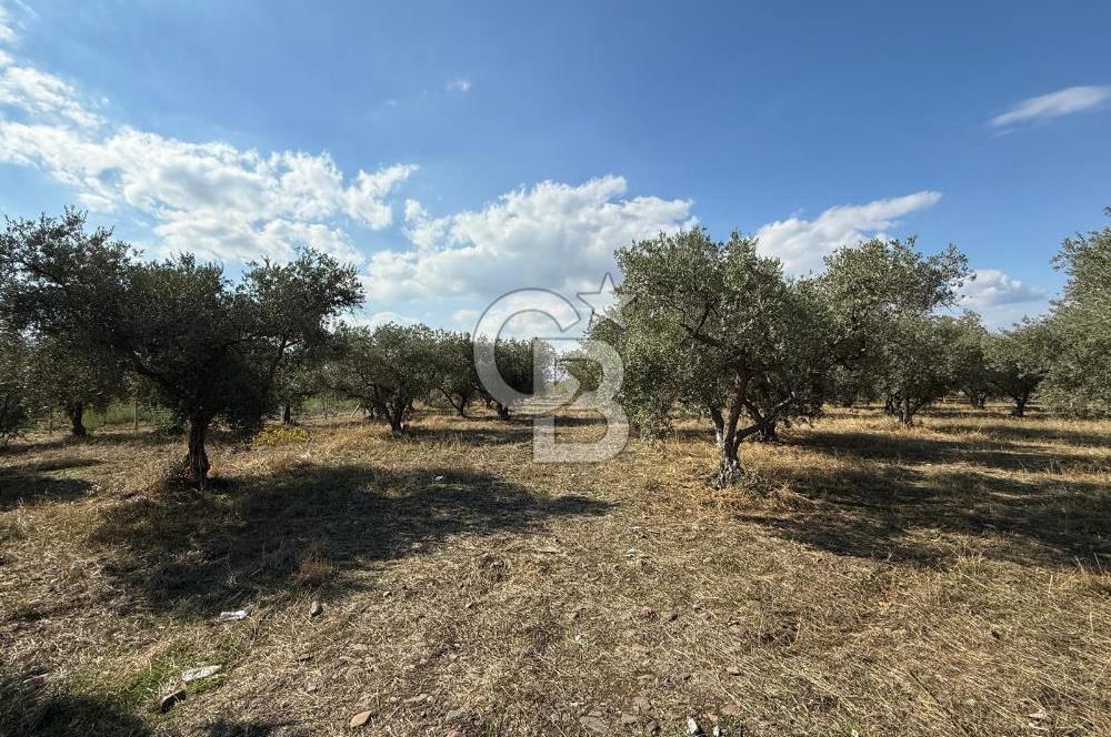 KEMALPAŞA ÖRENDE 4162 METRE KARE SATILIK BAĞ-BAHÇE
