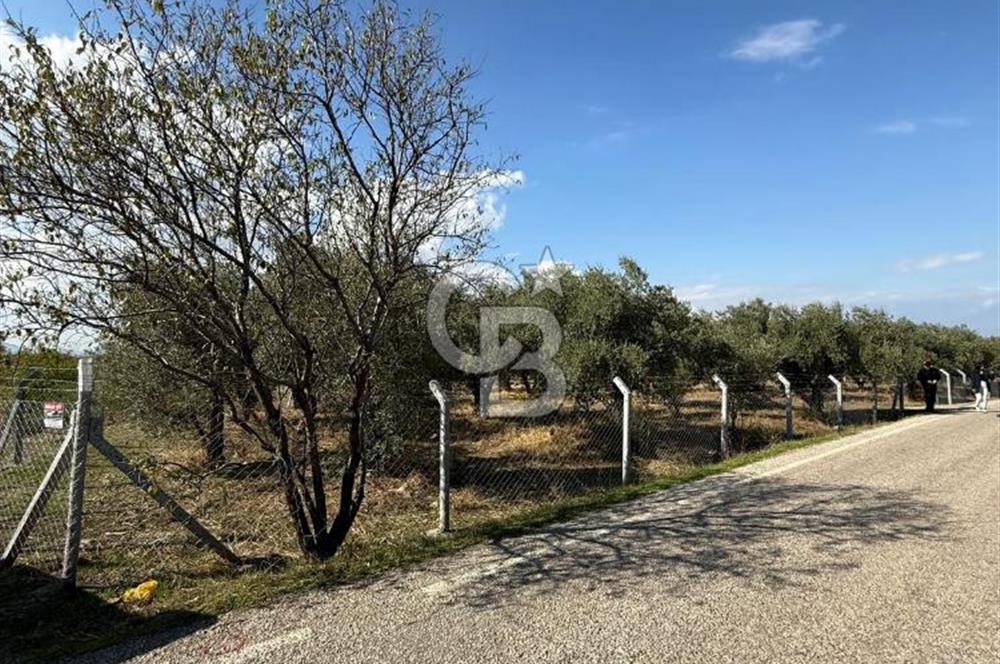 KEMALPAŞA ÖRENDE 4162 METRE KARE SATILIK BAĞ-BAHÇE