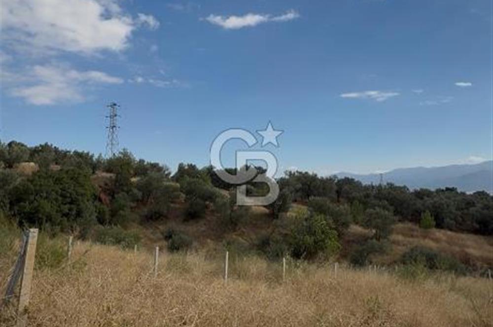 KEMALPAŞA ÖRENDE 4162 METRE KARE SATILIK BAĞ-BAHÇE