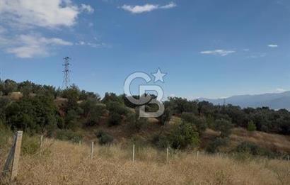 KEMALPAŞA ÖRENDE 4162 METRE KARE SATILIK BAĞ-BAHÇE