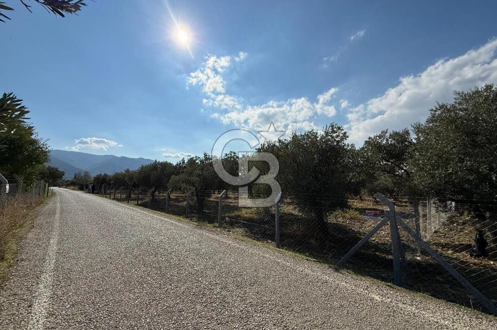 KEMALPAŞA ÖRENDE 4162 METRE KARE SATILIK BAĞ-BAHÇE