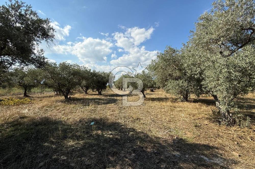 KEMALPAŞA ÖRENDE 4162 METRE KARE SATILIK BAĞ-BAHÇE