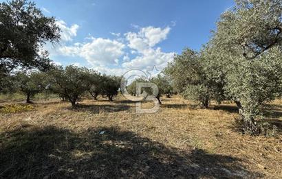 KEMALPAŞA ÖRENDE 4162 METRE KARE SATILIK BAĞ-BAHÇE