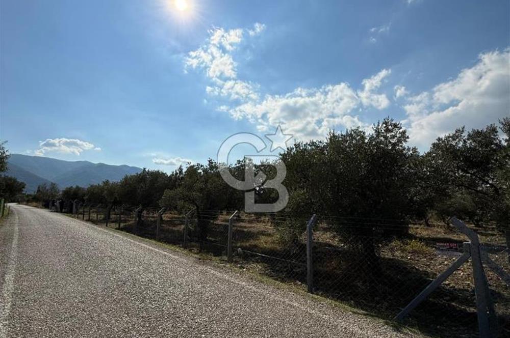 KEMALPAŞA ÖRENDE 4162 METRE KARE SATILIK BAĞ-BAHÇE