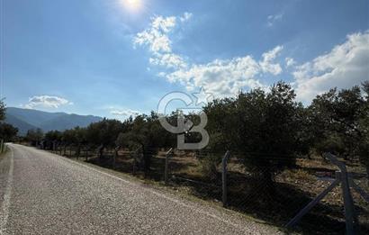 KEMALPAŞA ÖRENDE 4162 METRE KARE SATILIK BAĞ-BAHÇE