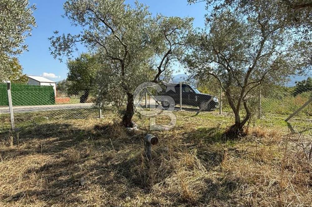 KEMALPAŞA ÖRENDE 4162 METRE KARE SATILIK BAĞ-BAHÇE