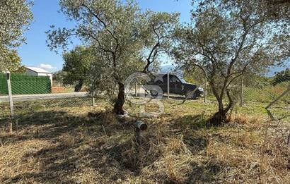 KEMALPAŞA ÖRENDE 4162 METRE KARE SATILIK BAĞ-BAHÇE