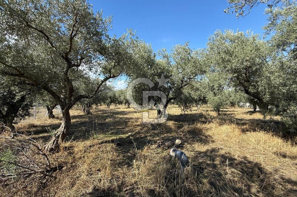 KEMALPAŞA ÖRENDE 4162 METRE KARE SATILIK BAĞ-BAHÇE