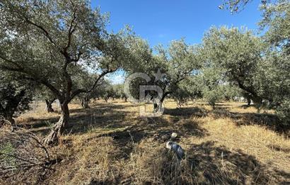 KEMALPAŞA ÖRENDE 4162 METRE KARE SATILIK BAĞ-BAHÇE