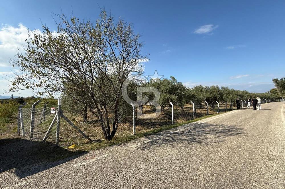 KEMALPAŞA ÖRENDE 4162 METRE KARE SATILIK BAĞ-BAHÇE