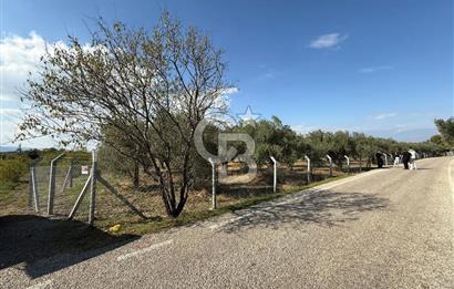 KEMALPAŞA ÖRENDE 4162 METRE KARE SATILIK BAĞ-BAHÇE