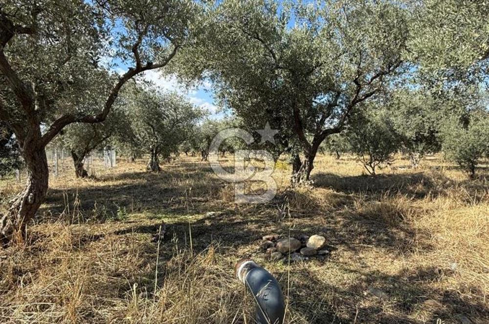 KEMALPAŞA ÖRENDE 4162 METRE KARE SATILIK BAĞ-BAHÇE