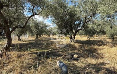 KEMALPAŞA ÖRENDE 4162 METRE KARE SATILIK BAĞ-BAHÇE