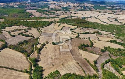 Çanakkale Biga Çeltik Köyünde 20.900 m2 Satılık Fırsat Tarla !