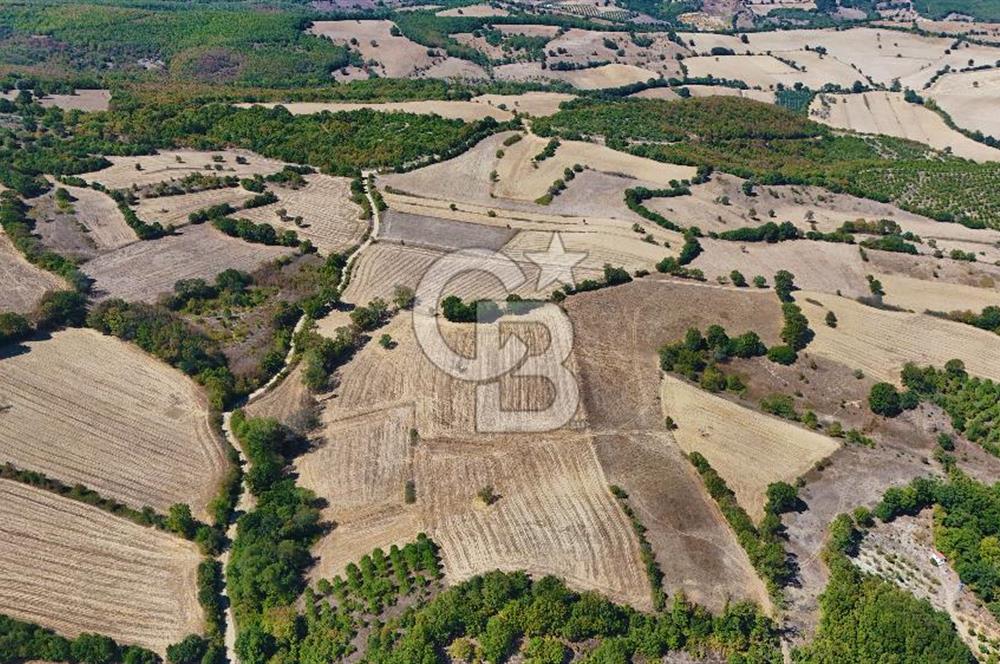 Çanakkale Biga Çeltik Köyünde 20.900 m2 Satılık Fırsat Tarla !