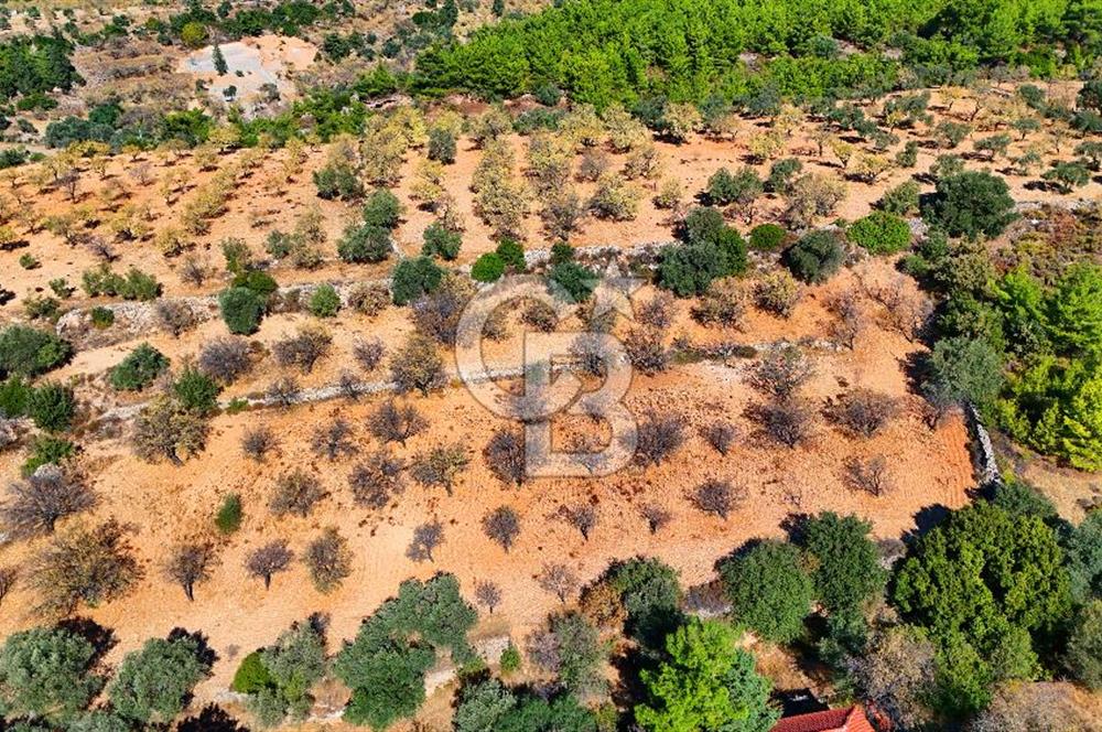 Datça Sındı'da 10.546 m² Tarla