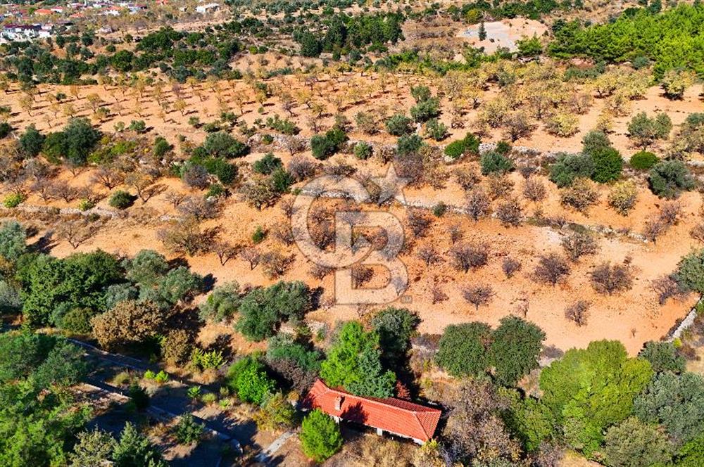 Datça Sındı'da 10.546 m² Tarla