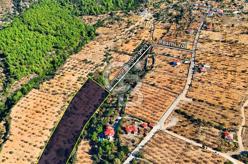 Datça Sındı'da 10.546 m² Tarla