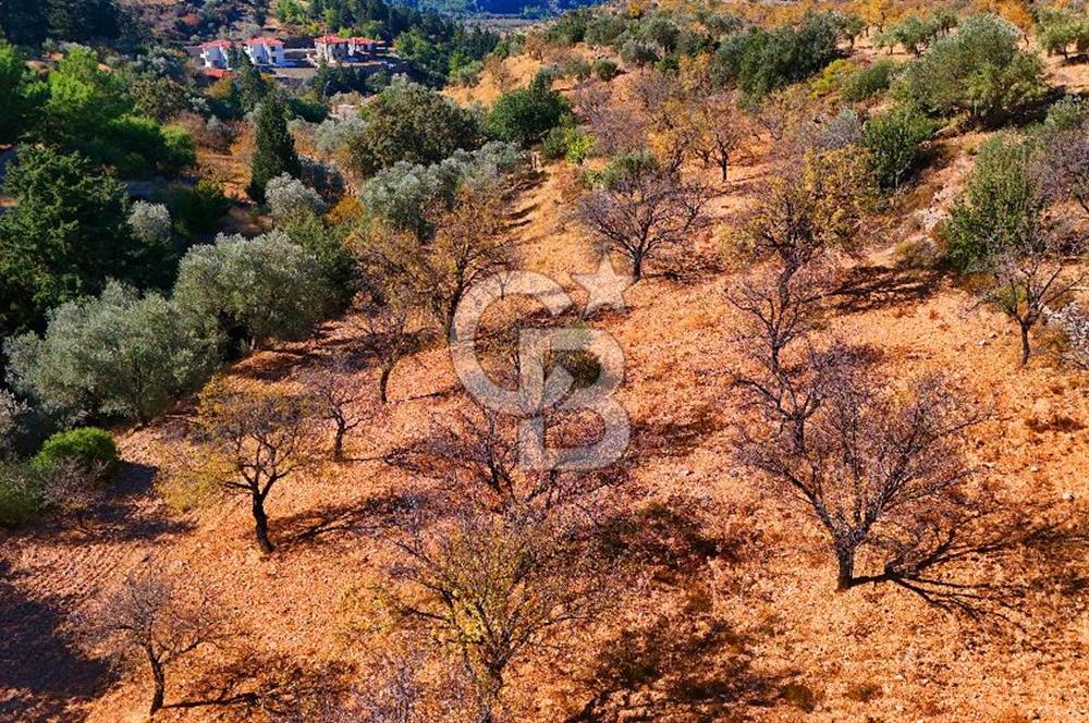 Datça Sındı'da 10.546 m² Tarla