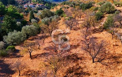 Datça Sındı'da 10.546 m² Tarla