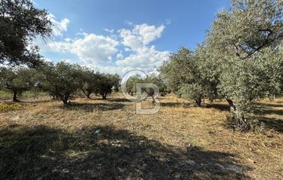 KEMALPAŞA ÖRENDE 4162 METRE KARE SATILIK BAĞ-BAHÇE